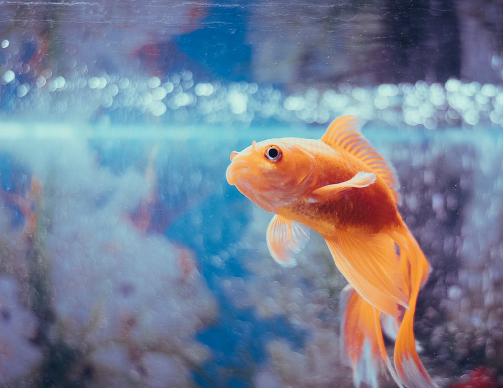 6 Common Fish Tank Mistakes & How To Avoid Them